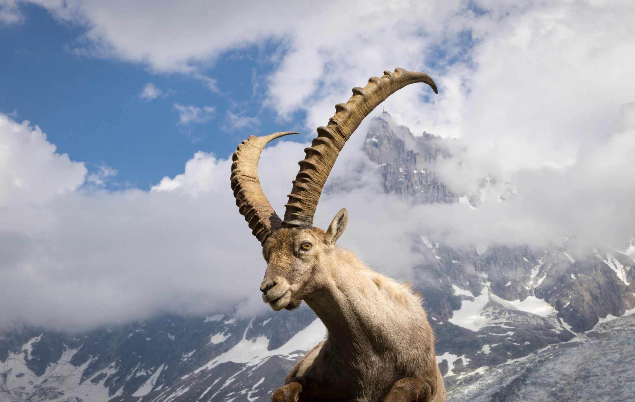 Alpensteinbock vor einer Berglandschaft