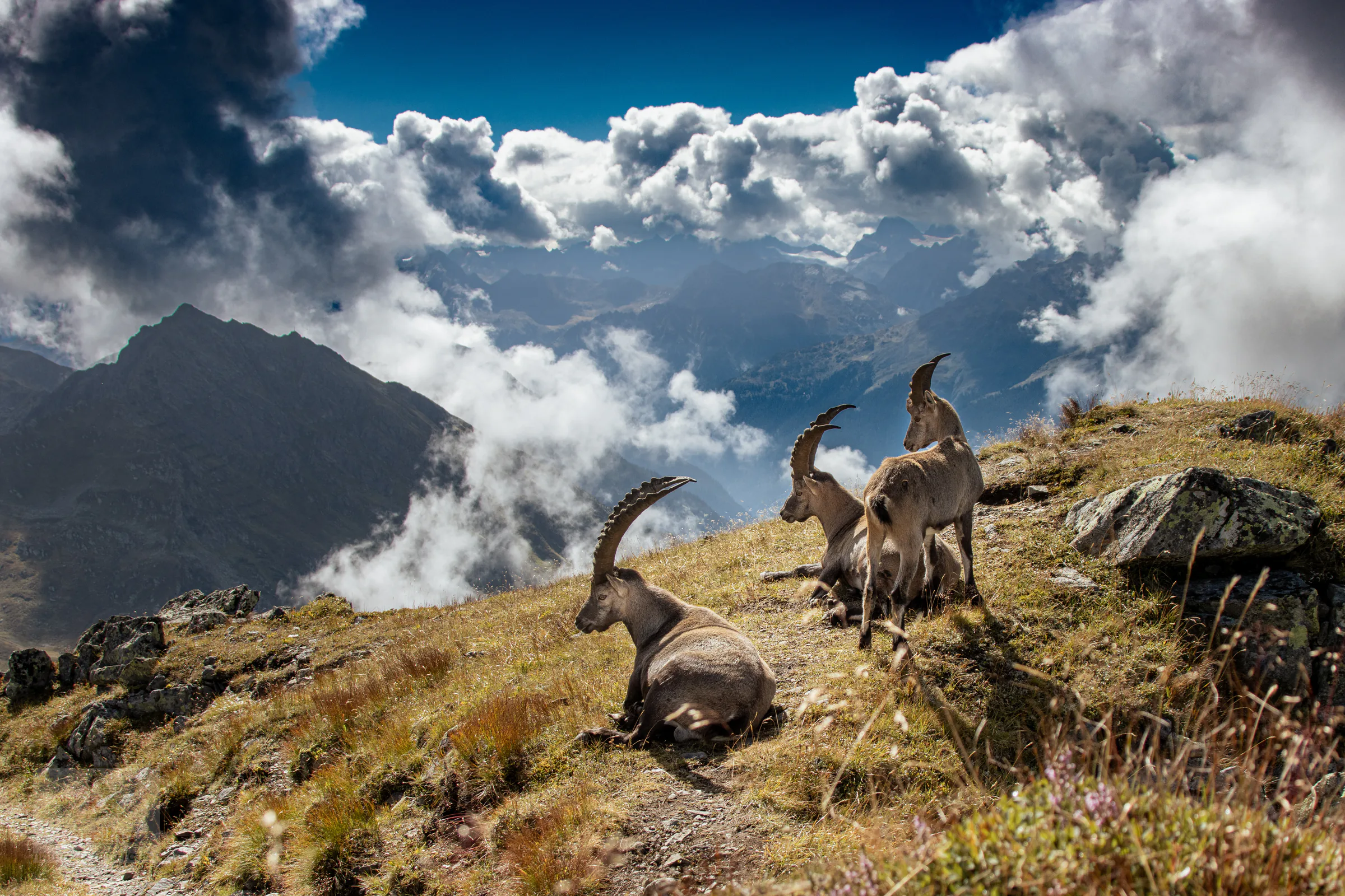 Steinböcke in einer alpinen Berglandschaft