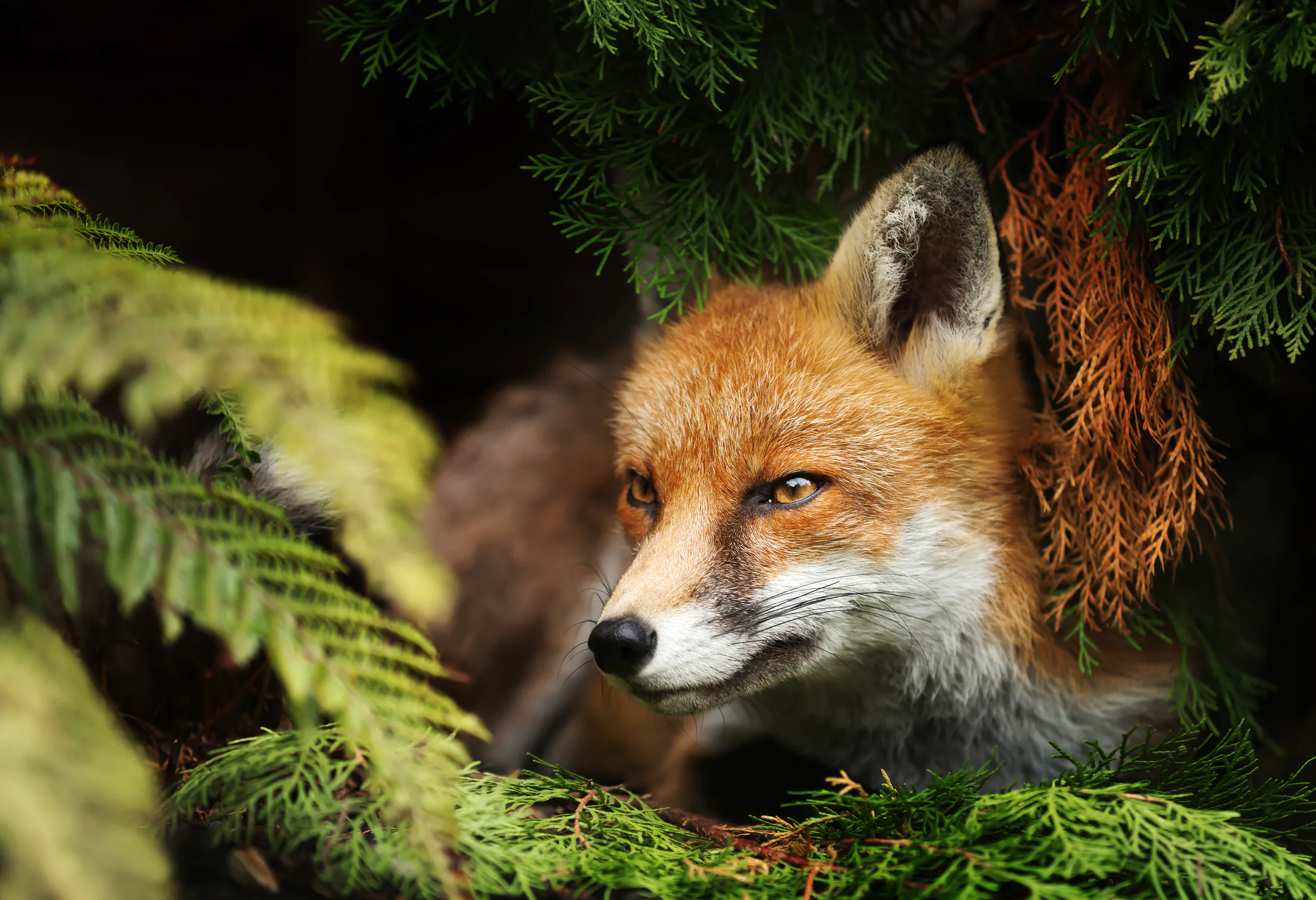 Fuchs geschützt zwischen dichtem Grün